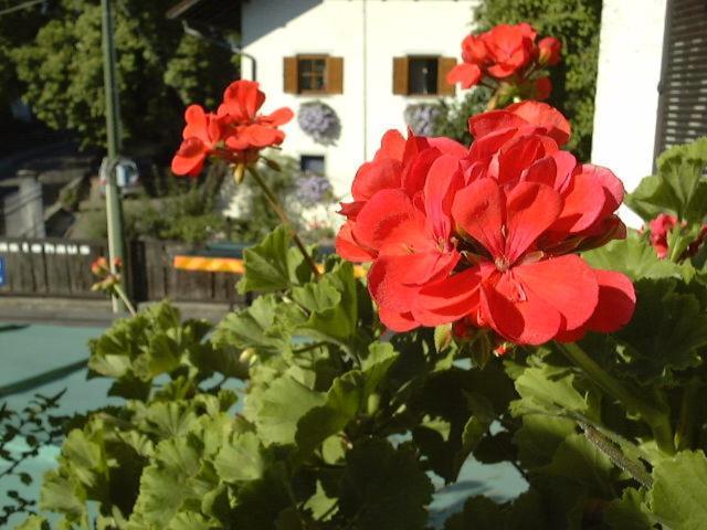 Hotel Gasthof Wastl Appiano Sulla Strada Del Vino Εξωτερικό φωτογραφία